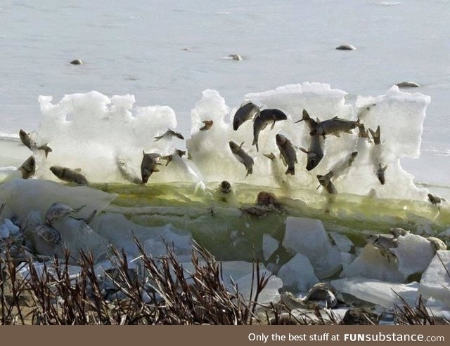 Fish Frozen in a lake pushed up by an ice sheet