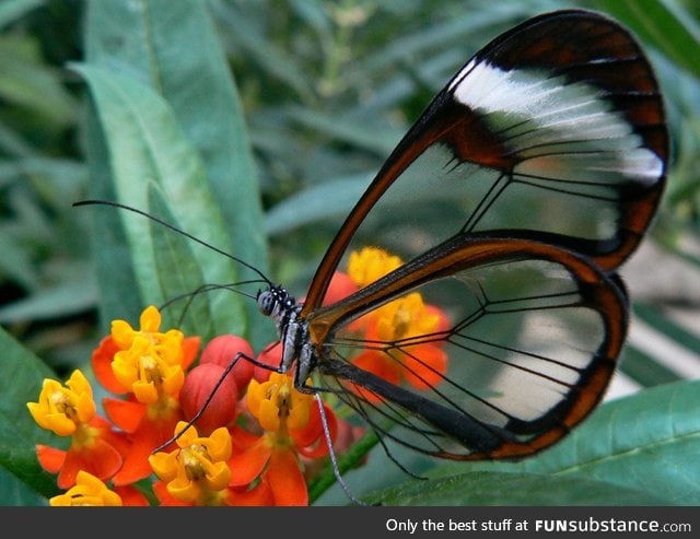 Transparent wings