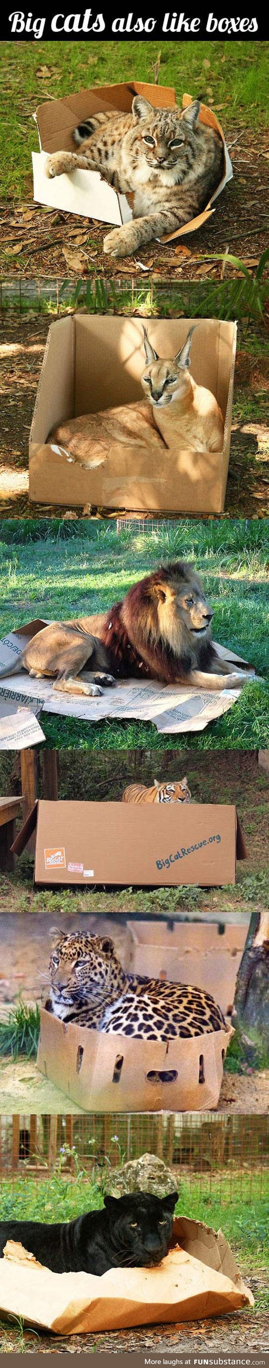 If I fits, I sits: Big cat edition