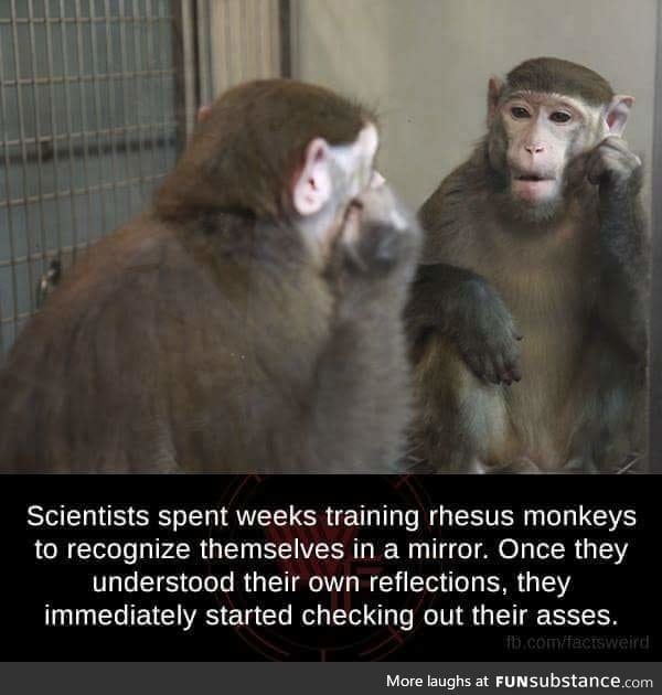 Tks if I were a monkey