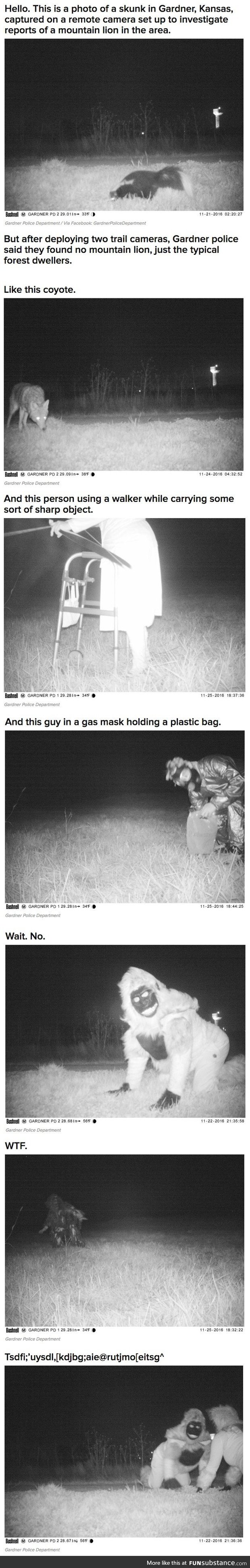 Mountain lion cam