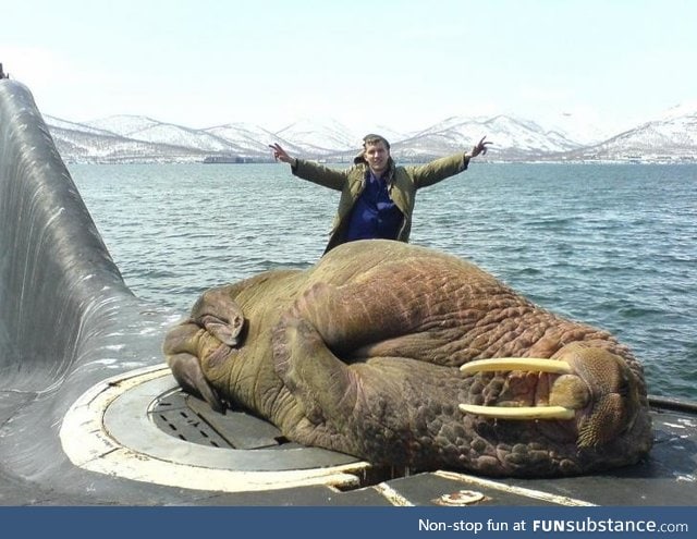 A walrus sleeping on a Russian submarine