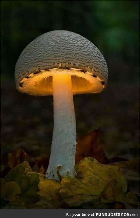 Glowing Mushroom from Japan