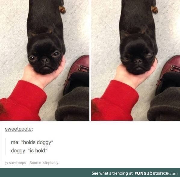 Smol doggo