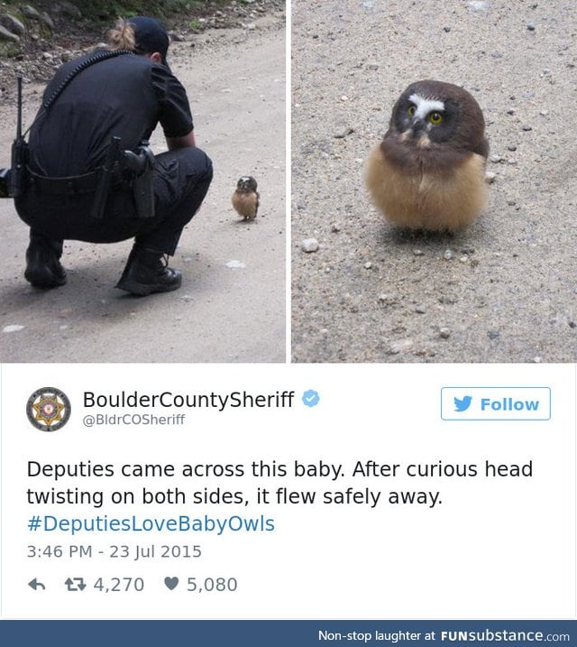 Baby owls are precious