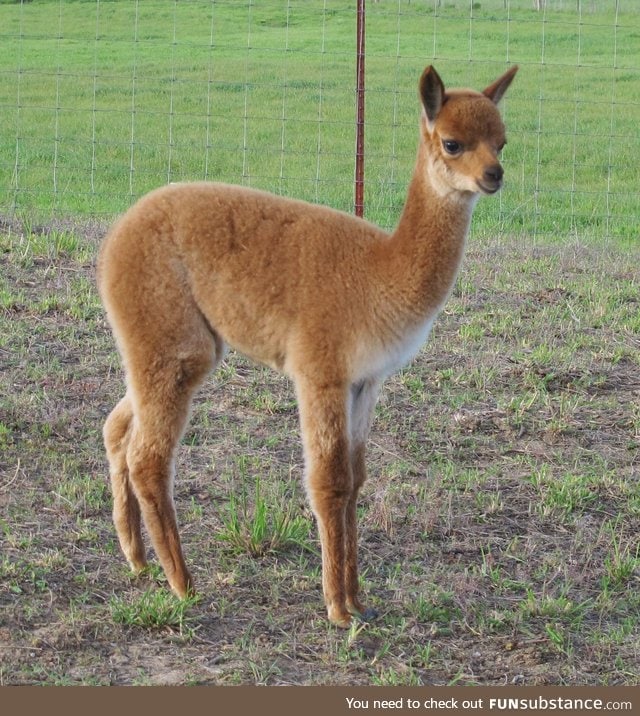 VICUNAS OMG