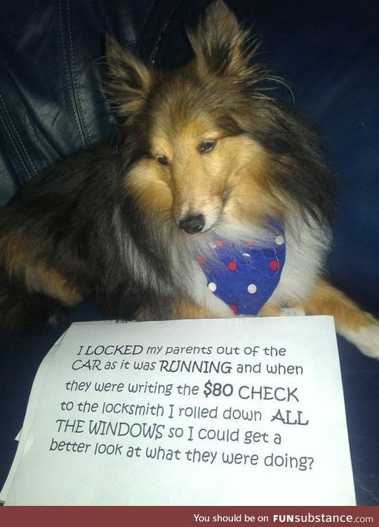 Best case of dog shaming