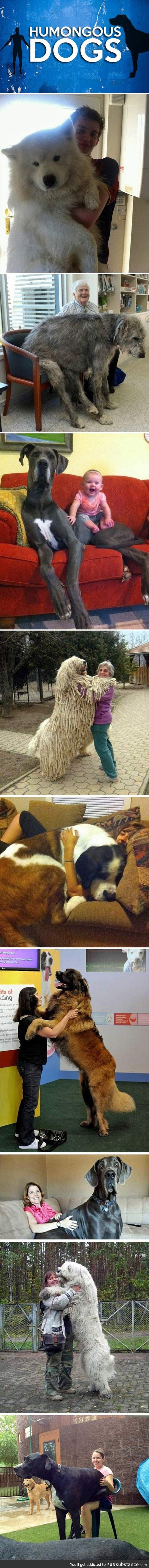 Really big dogs