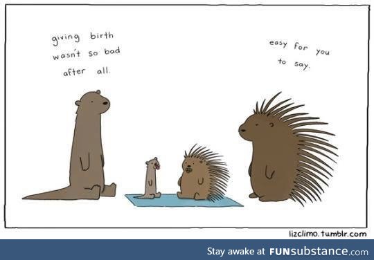 Poor momma porcupine