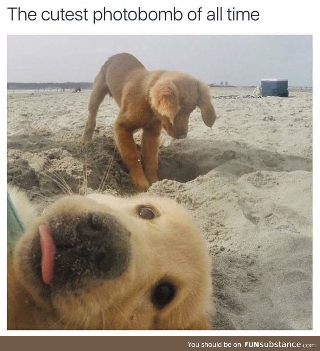 Pupper photobombs