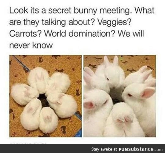 Secret bunny meeting