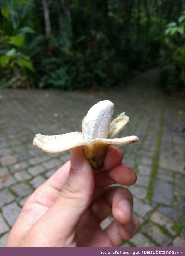 Korean banana for scale (breath heavily)