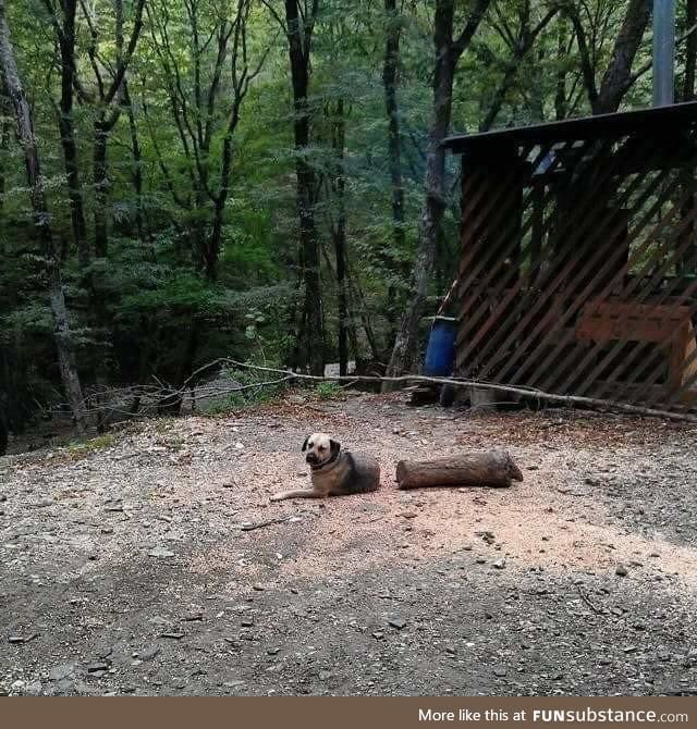 Rip log dog