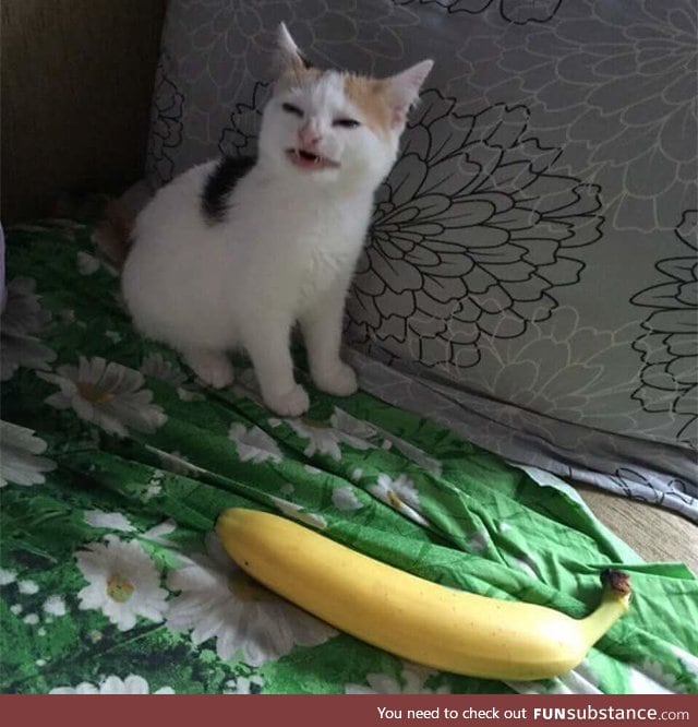 I don't think the kitten likes banana very much