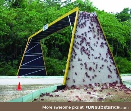 Australian red crab crossing