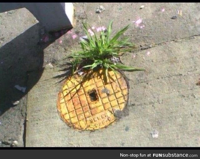 Who lives in a pineapple under the street?