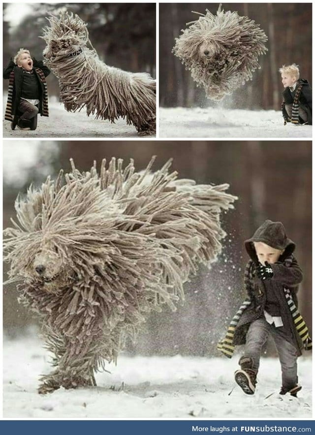 Just a boy and his Komondor