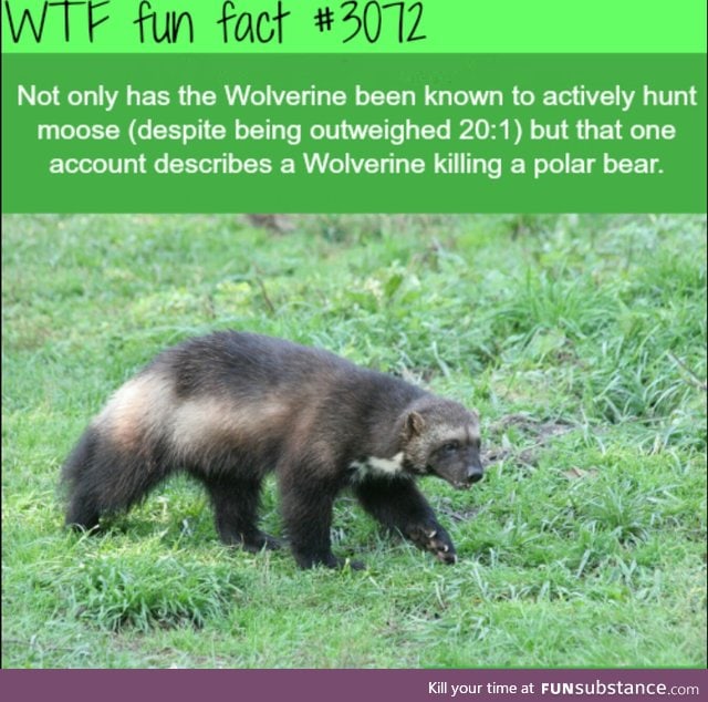 Wolverines: The honey badger's more badass cousin