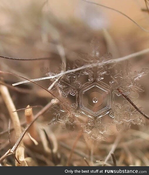 Snowflake structure becomes more clear when melting away