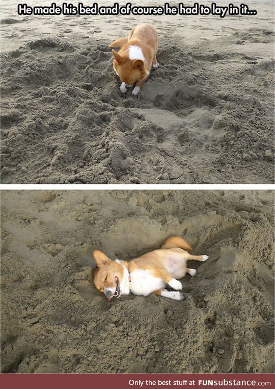 Just a corgi at the beach