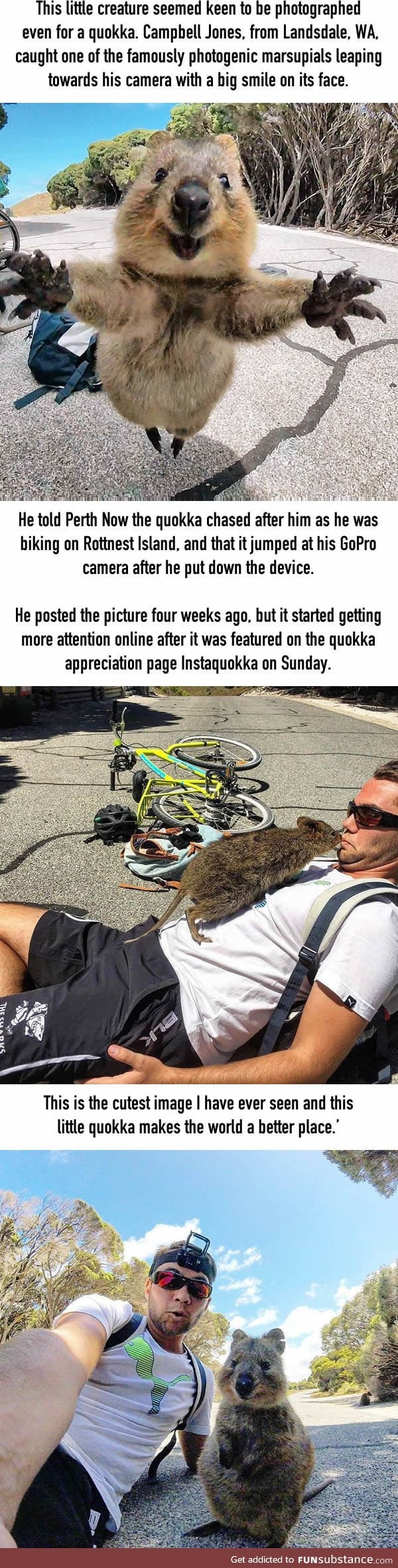 Adorable moment a quokka leaps towards a tourist's camera