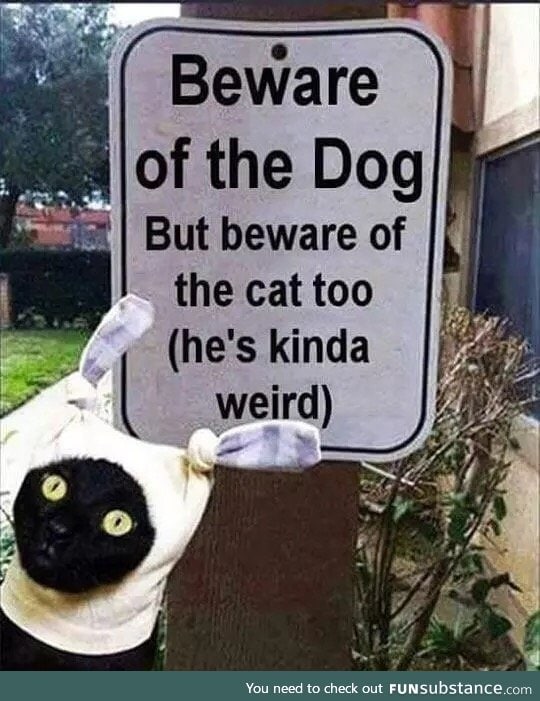 Beware of Cat