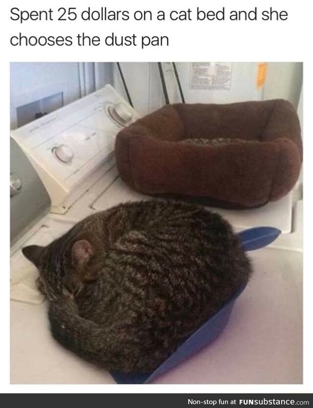 Cats like cheap things