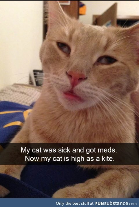 Poor kitty