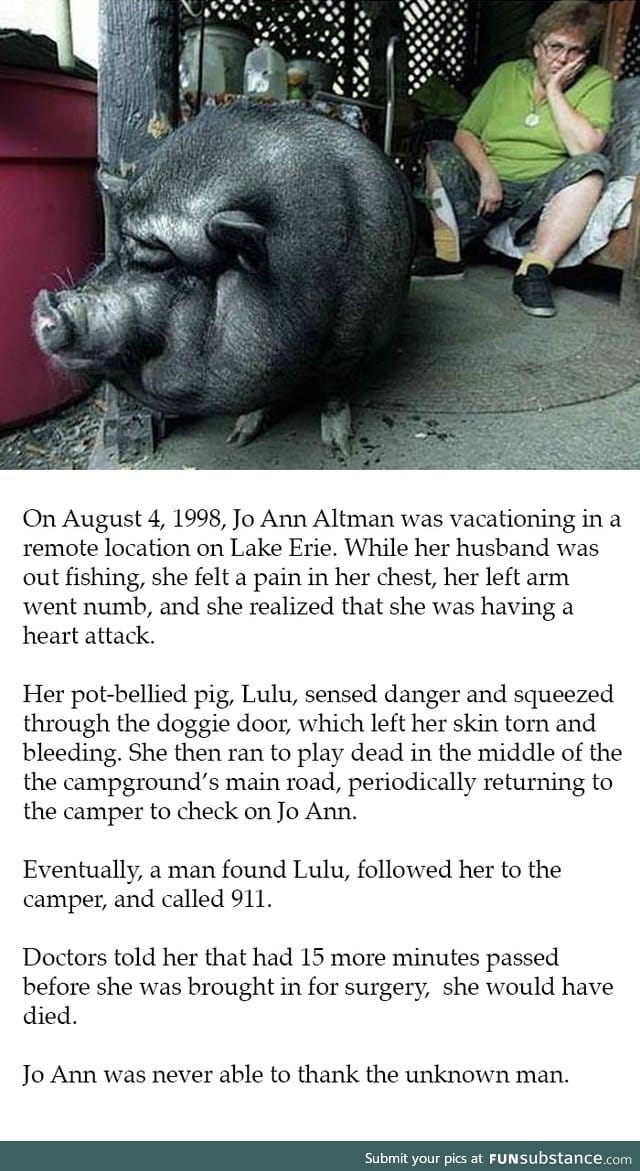 Lulu, the heroic pot-bellied pig