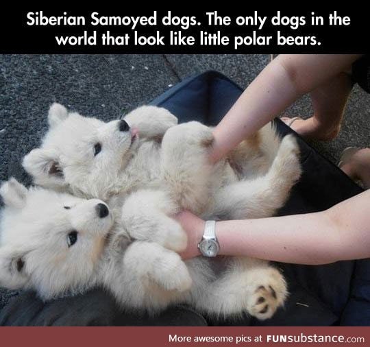 Tiny polar bears