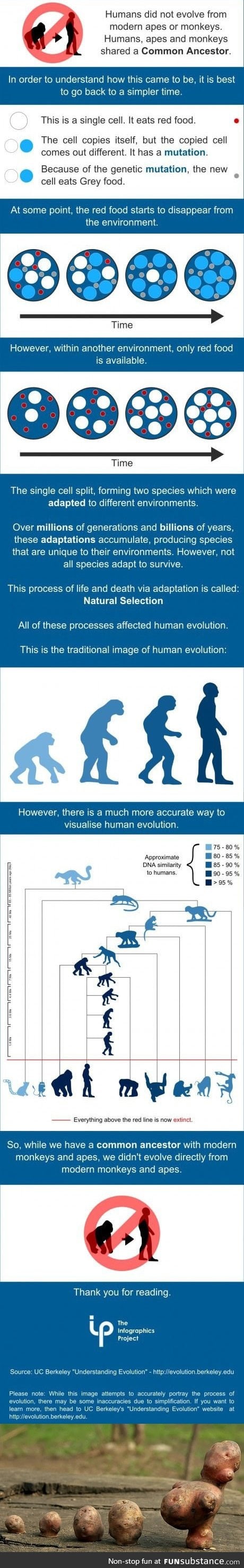 If humans evolved from monkeys and apes, then why there are still monkeys and apes?