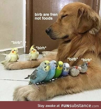 Don't hurt them birbs, frend