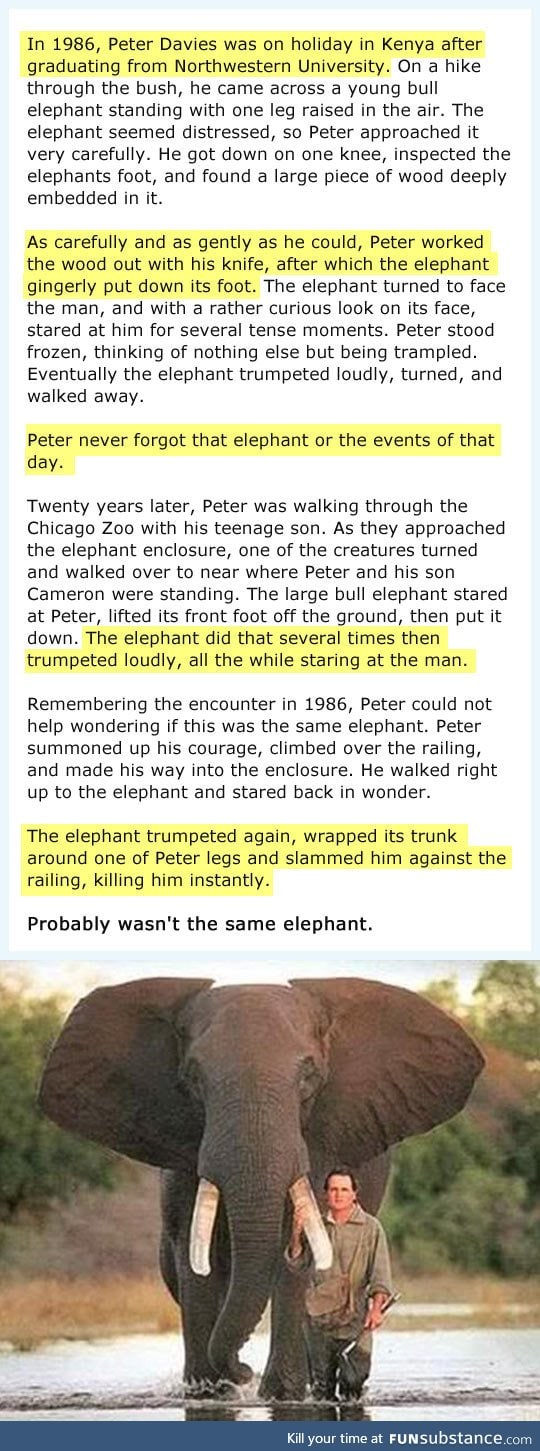 Why They Say Elephants Have a Great Memory