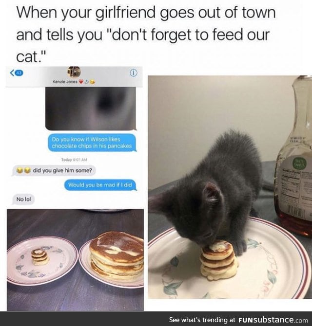 Day 15 of your daily dose of cat : Pancakes