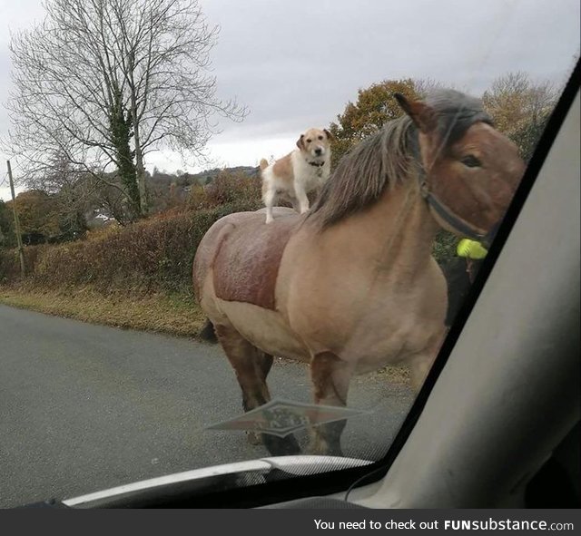 trot well, neigh pupper