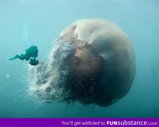 Largest jellyfish species in the world