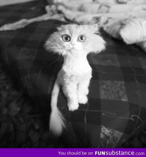 Best possible haircut for a fluffy cat