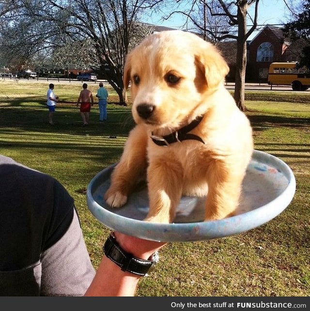 G O O D B O Y E does a heckin good frisbee