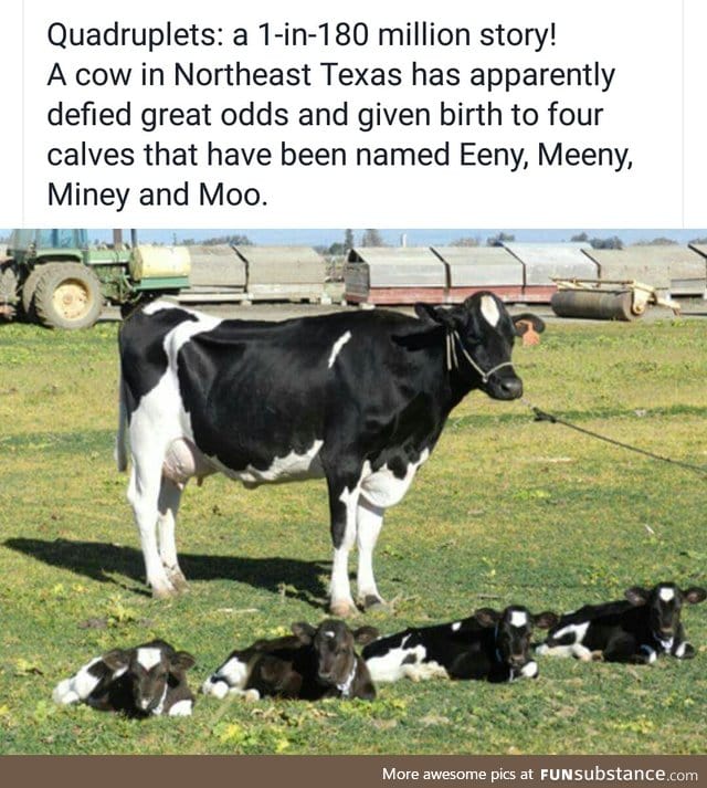 What a mooving story!