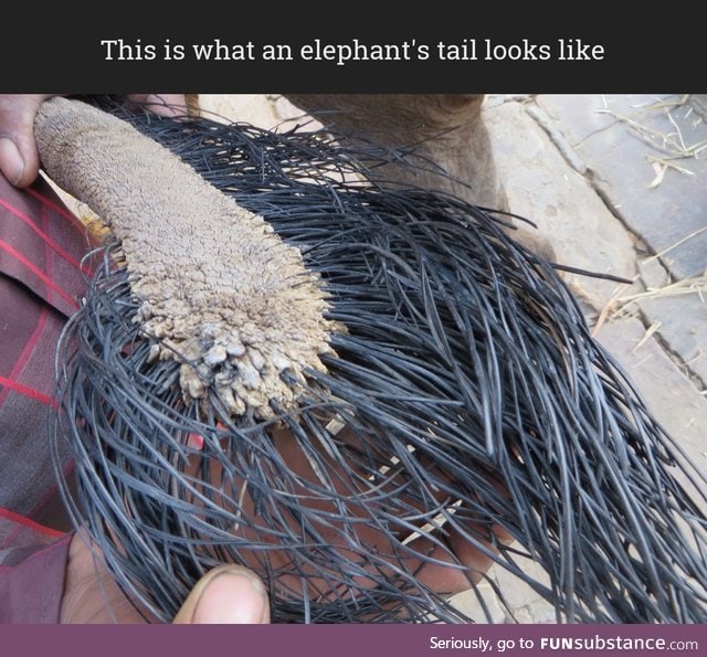 Closeup of an elephant's tail