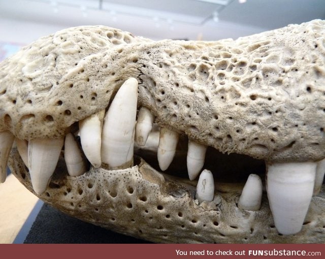 Crocodile skull