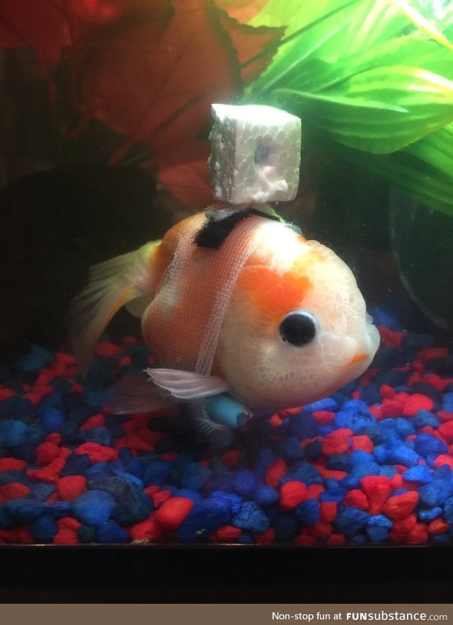 Troubled goldfish gets its own customised wheelchair