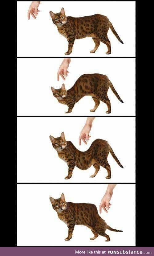 Cat owners will understand