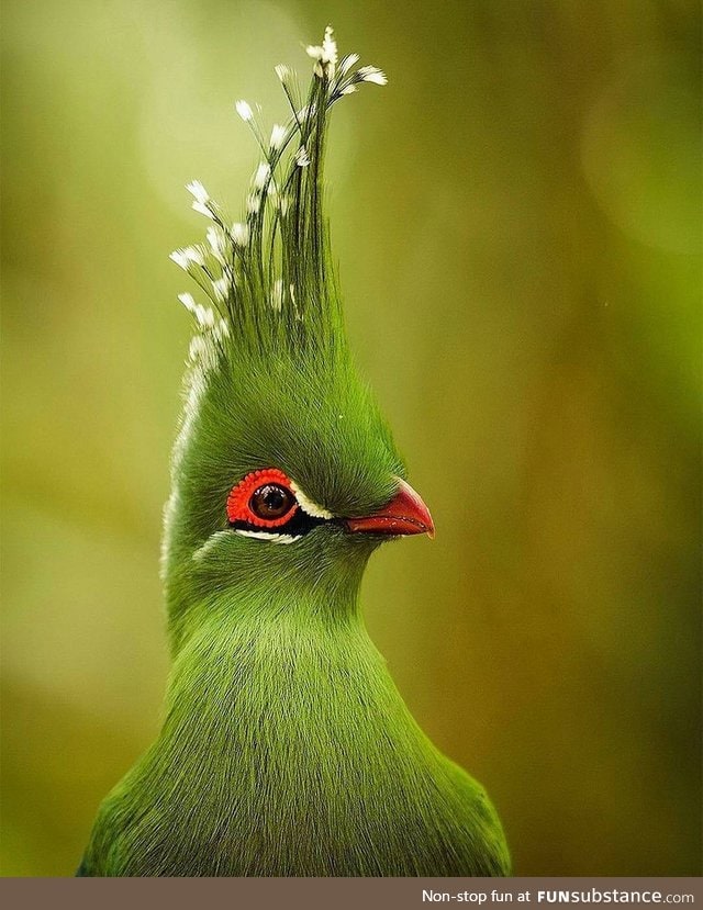 The bird with majestic hair style