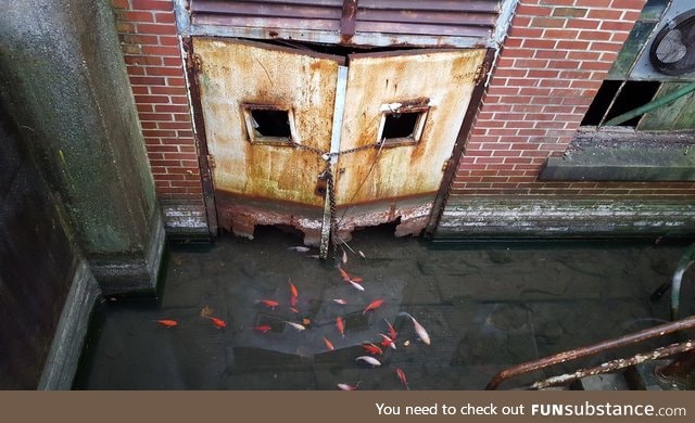 Koi swimming in an abandoned basement