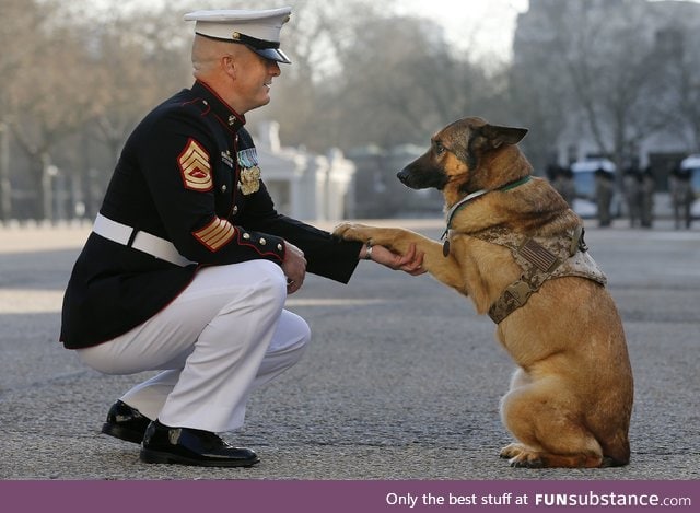 veteran pupper gets vvvvvvvvvvv big honor for saving heckin many hoomans from bamboozle