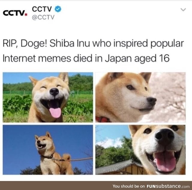 Doge is dead!