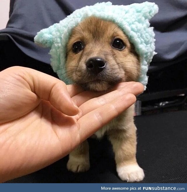 vv smol puppo with vvvv smol hat