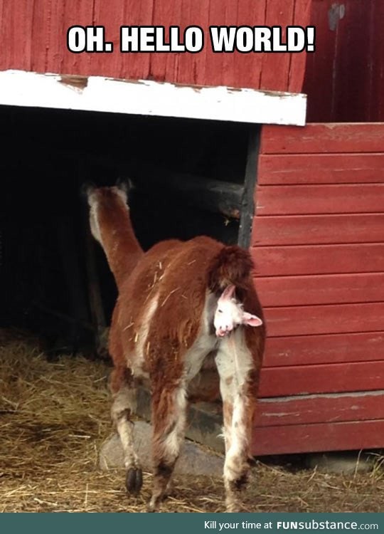 Goat baby being born