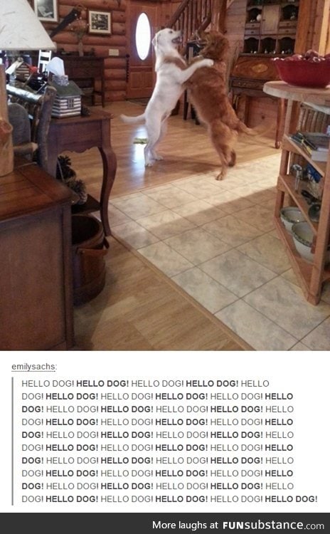 GREETINGS FELLOW DOGGO